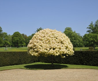 Bunter Bergahorn (Acer pseudoplatanus 'Brilliantissimum')