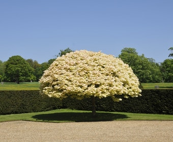 Bunter Bergahorn (Acer pseudoplatanus 'Brilliantissimum')
