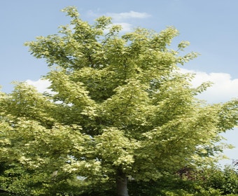 Buntblättriger Ahorn (Acer pseudoplatanus 'Leopoldii')