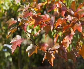 Rote Ahorn (Acer rubrum)