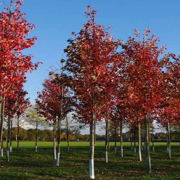 Grote Esdoorn (Acer rubrum 'Red Sunset') 20/25 cm