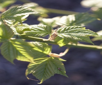 Japanische Schlangenhaut-Ahorn (Acer rufinerve)