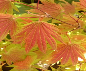 Japanischer Fächerahorn (Acer shirasawanum 'Moonrise')