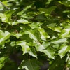Ahorn (Acer tataricum 'Ginnala')