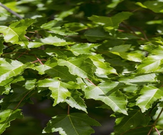 Ahorn (Acer tataricum 'Ginnala')