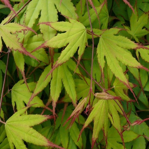 Japanse esdoorn (Acer palmatum 'Tsumagaki')