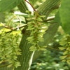 Schlangenhaut-Ahorn (Acer capillipes)