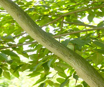 Chinesischer Ahorn (Acer davidii )