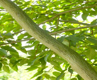 Chinesischer Ahorn (Acer davidii )
