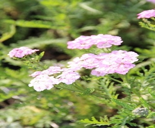 Schafgarbe (Achillea millefolium 'Apfelblüte' )