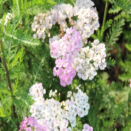 Schafgarbe (Achillea millefolium 'Apfelblüte' )