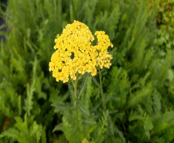 Schafgarbe Achillea 'Credo'