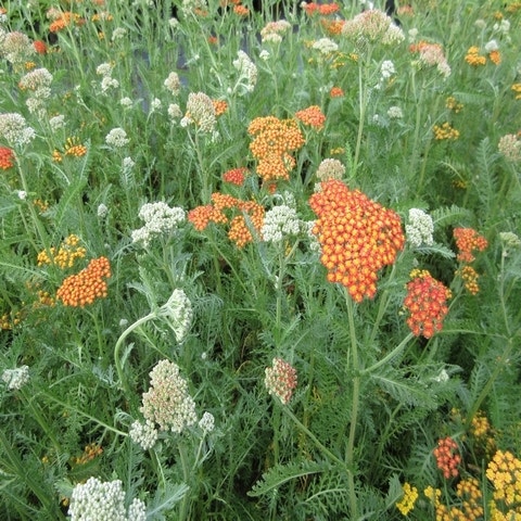 Schafgarbe (Achillea 'Feuerland')