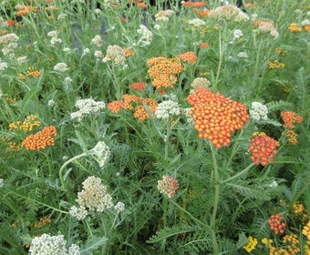 Schafgarbe (Achillea 'Feuerland')