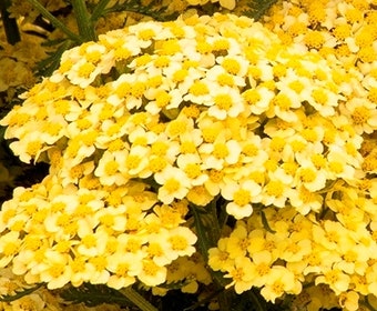 Schafgarbe (Achillea millefolium 'Sunny Seduction')