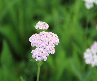 Schafgarbe (Achillea millefolium 'Lilac Beauty')