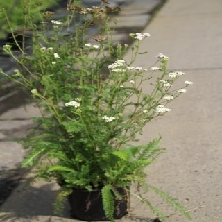 Achillea millefolium C2
