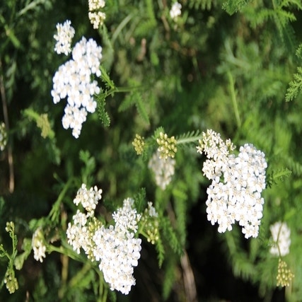 Achillea millefolium