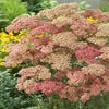 Schafgarbe (Achillea millefolium 'Wesersandstein')