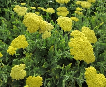 Duizendblad (Achillea 'Moonshine')