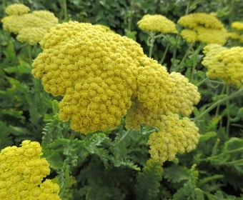 Duizendblad (Achillea 'Moonshine')