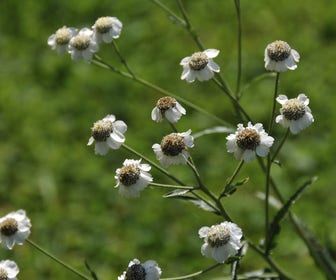 Wilde Bertram (Achillea ptarmica) BIO