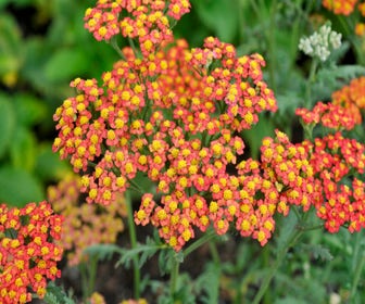 Schafgarbe (Achillea 'Safran')
