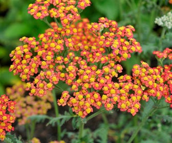Schafgarbe (Achillea 'Safran')
