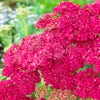 Schafgarbe (Achillea 'Saucy Seduction')