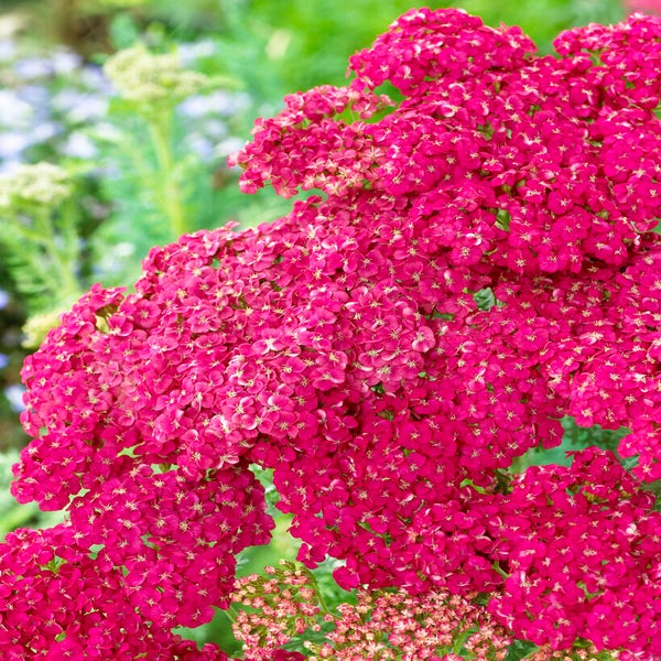 Schafgarbe (Achillea 'Saucy Seduction')