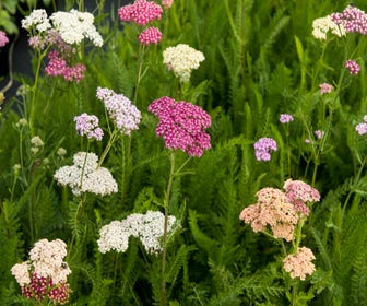 Schafgarbe (Achillea 'Summer Pastels')