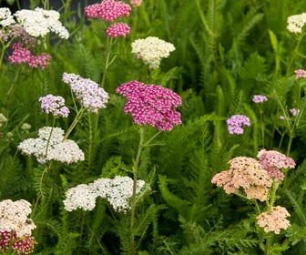 Schafgarbe (Achillea 'Summer Pastels')