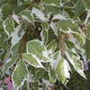 Silberbunter Eschenahorn (Acer negundo 'Variegatum')