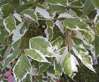 Silberbunter Eschenahorn (Acer negundo 'Variegatum')