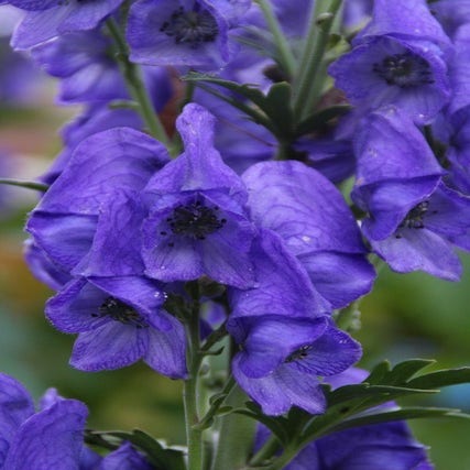 Mönchskappe (Aconitum carmichaelii 'Arendsii') BIO