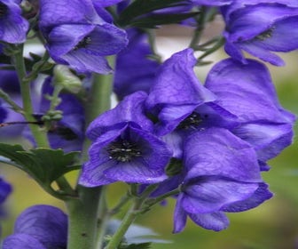 Mönchskappe (Aconitum carmichaelii 'Arendsii') BIO