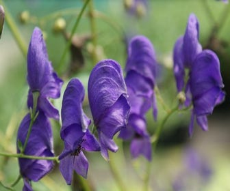 Monnikskap (Aconitum henryi 'Spark's Variety')