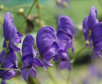 Monnikskap (Aconitum henryi 'Spark's Variety')