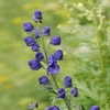 Mönchskappe (Aconitum napellus)