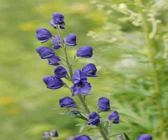 Mönchskappe (Aconitum napellus)
