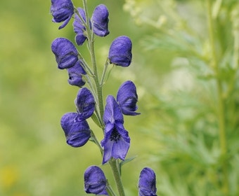 Mönchskappe (Aconitum napellus)