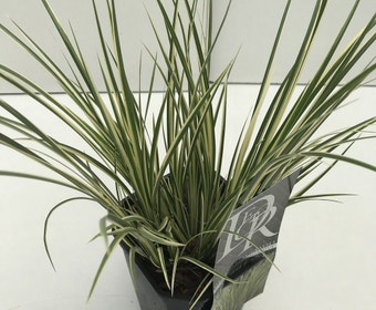 Bunter Kalmus (Acorus Argenteostriatus)
