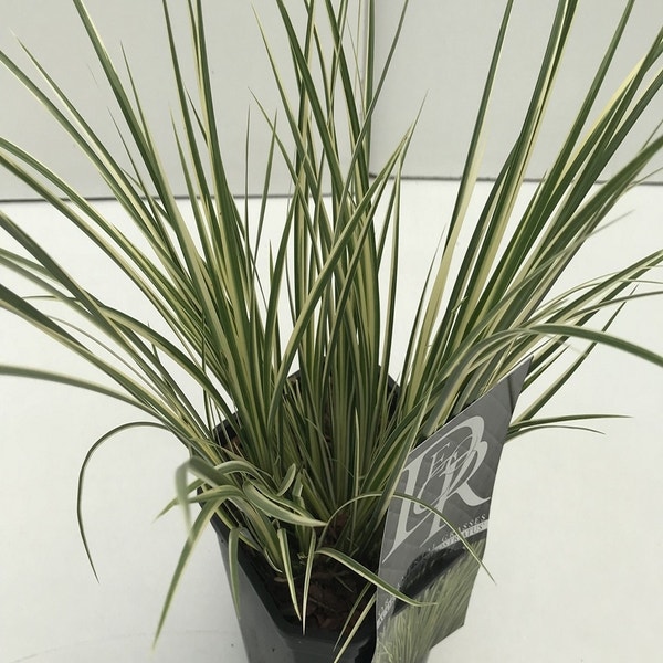 Bonte Kalmoes (Acorus Argenteostriatus)