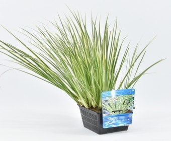 Bunter Kalmus (Acorus calamus 'Gramineus')