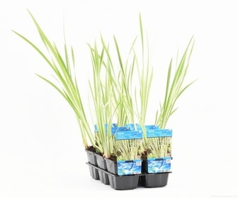 Bunter Kalmus (Acorus calamus 'Variegata')