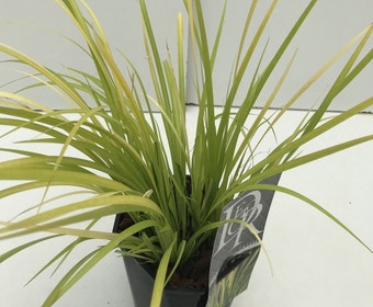 Kalmus (Acorus Golden Delight)