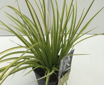 Zwerg-Kalmus (Acorus gramineus 'Ogon')