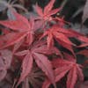 Japanischer Fächerahorn (Acer palmatum 'Atropurpureum')