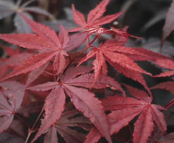 Japanischer Fächerahorn (Acer palmatum 'Atropurpureum')
