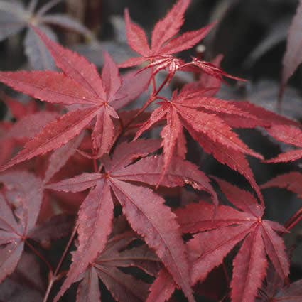 Japanse esdoorn 'Atropurpureum' rode bladeren